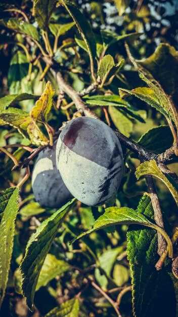 Какие растения входят в род Prunus: основные виды и разновидности